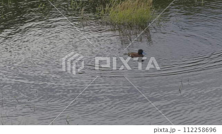 Slow Motion Blue-Billed Duck Diving in the Lake Creating Waves 112258696