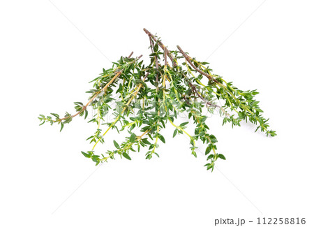 Thyme sprigs isolated on a white background 112258816