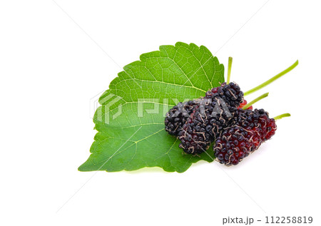 Mulberry with leaf Isolated on white background 112258819
