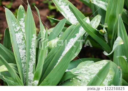 Green leaves dusted with snow Green leaves dusted with snow 112258825