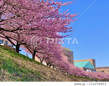 青空に映える満開の桜並木(河津桜)〈乙川左岸竜美丘会館裏/愛知県岡崎市〉 112258953