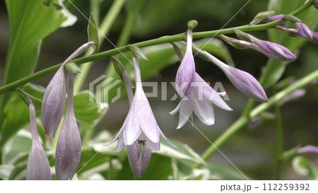 ギボウシの花 ギボウシの花 112259392