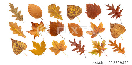 Set of autumn colored dry brown leaves isolated on white Set of autumn colored dry brown leaves isolated on white 112259832