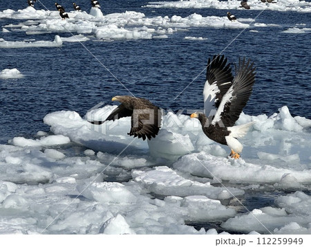 知床の流氷とオオワシとオジロワシ 知床の流氷とオオワシとオジロワシ 112259949
