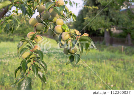 大きな梅の実で重そうに枝垂れる枝 大きな梅の実で重そうに枝垂れる枝 112260027