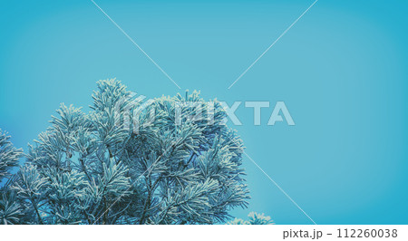 Pine branches covered with frost on a blue background 112260038