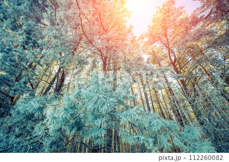 Snowy forest in winter. Winter nature. Bottom view 112260082