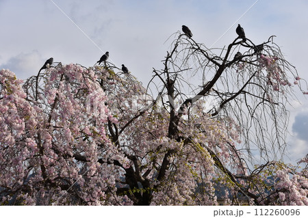 日本の春の京都　嵐山周辺の街並み　桂川沿いに咲く満開の桜　枝にとまる鳩の群れ 112260096