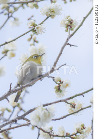 梅とメジロ 梅とメジロ 112260131