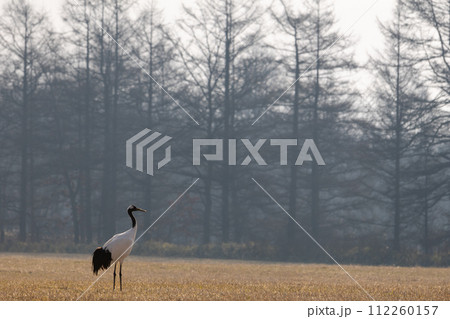 釧路の丹頂鶴 釧路の丹頂鶴 112260157