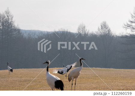釧路の丹頂鶴 112260159