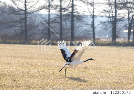 釧路の丹頂鶴 112260179