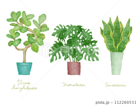 観葉植物のイラストセット－フィカス・ベンガレンシス、モンステラ、サンセベリア 112260531