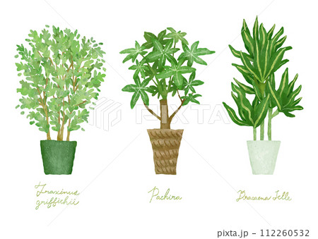 観葉植物のイラストセット－シマトネリコ、パキラ、ドラセナ・ジェレ 112260532