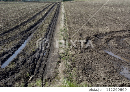 春の田んぼ 112260669