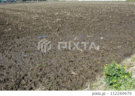 春の田んぼ 112260670