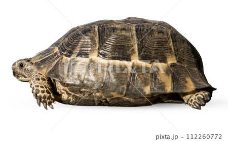 A small land turtle crosses the road. 112260772