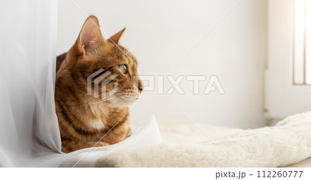 Bengal domestic cat resting on the windowsill near the window. 112260777