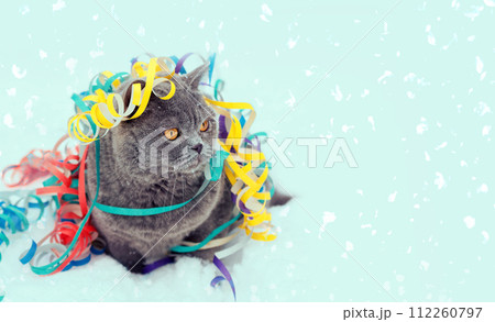 Funny Blue British shorthair cat entangled in colorful streamer on blue-green glitter background 112260797