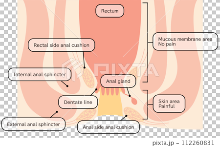 Human body Rectum and anus area Illustrated illustration, cross-sectional view 112260831