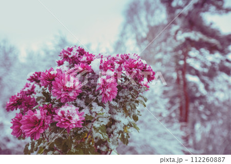 Pink chrysanthemum flowers covered with snow in winter Pink chrysanthemum flowers covered with snow in winter 112260887