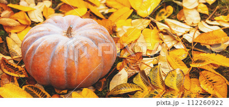Musk pumpkin lying on yellow fallen leaves. Horizontal banner Musk pumpkin lying on yellow fallen leaves. Horizontal banner 112260922