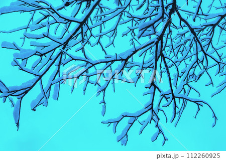 Walnut twigs covered with snow on blue background 112260925