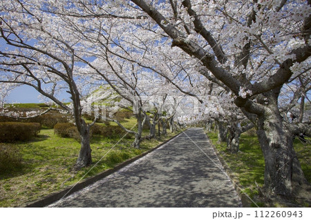 いこいの村はりまの桜並木/兵庫県加西市笹倉町 いこいの村はりまの桜並木/兵庫県加西市笹倉町 112260943