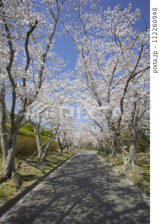 いこいの村はりまの桜並木/兵庫県加西市笹倉町 いこいの村はりまの桜並木/兵庫県加西市笹倉町 112260948