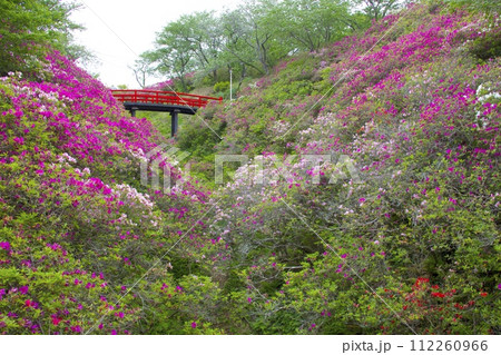 淡輪遊園(あたご山公園)のツツジ群落/朱塗りのレトロな橋(上側 :京橋 / 下側 : 松寿橋) 淡輪遊園(あたご山公園)のツツジ群落/朱塗りのレトロな橋(上側 :京橋 / 下側 : 松寿橋) 112260966