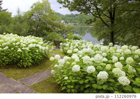 兵庫県立フラワーセンターのアジサイ群落(アナベル) 兵庫県立フラワーセンターのアジサイ群落(アナベル) 112260976