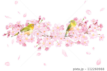 桜と野鳥（メジロ）2羽の装飾フレーム。水彩イラスト。  112260988
