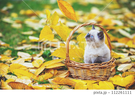 A small kitten sits in a basket outdoors on fallen leaves in the autumn garden A small kitten sits in a basket outdoors on fallen leaves in the autumn garden 112261111