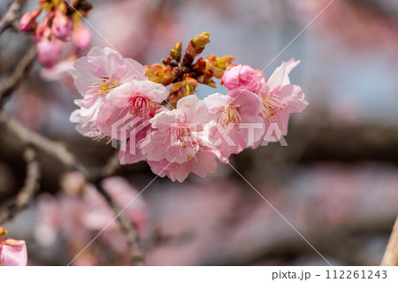 ピンク色の河津桜の花が咲いています 112261243