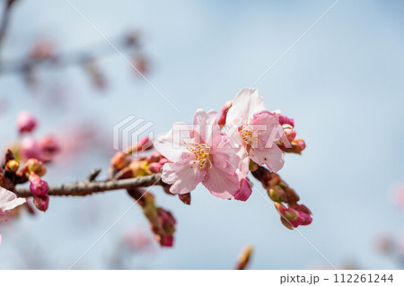 ピンク色の河津桜の花が咲いています 112261244