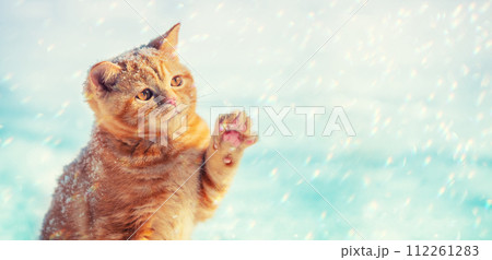 Cat playing with snow. Little ginger kitten with a paw in the air 112261283