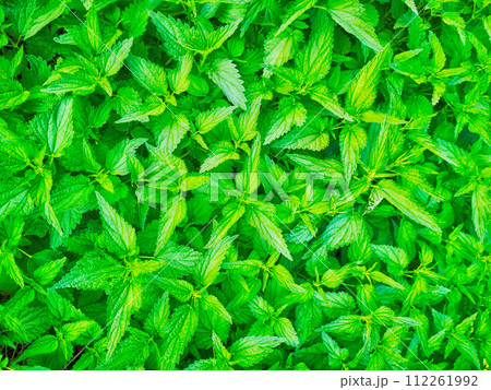 green spring nettle texure 112261992
