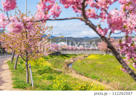 春の西古瀬川、満開の河津桜〈愛知県豊川市〉 112262087