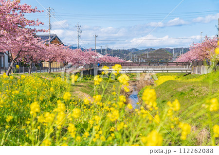 春の西古瀬川、満開の河津桜〈愛知県豊川市〉 112262088