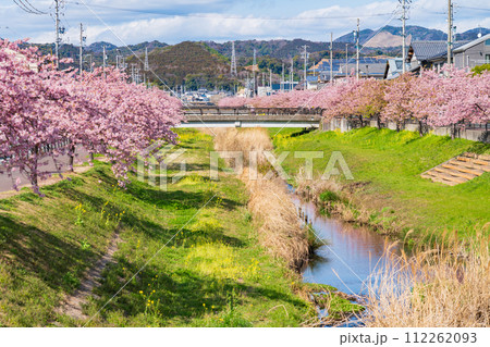 春の西古瀬川、満開の河津桜〈愛知県豊川市〉 春の西古瀬川、満開の河津桜〈愛知県豊川市〉 112262093