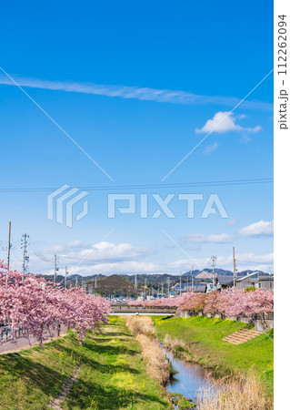 春の西古瀬川、満開の河津桜〈愛知県豊川市〉 春の西古瀬川、満開の河津桜〈愛知県豊川市〉 112262094