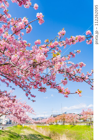 春の西古瀬川、満開の河津桜〈愛知県豊川市〉 112262095