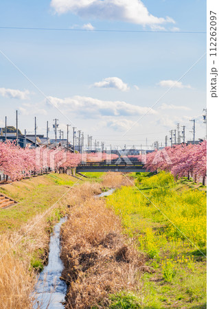 春の西古瀬川、満開の河津桜〈愛知県豊川市〉 春の西古瀬川、満開の河津桜〈愛知県豊川市〉 112262097