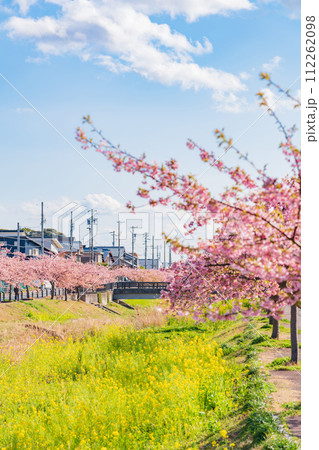 春の西古瀬川、満開の河津桜〈愛知県豊川市〉 112262098
