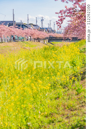 春の西古瀬川、満開の河津桜〈愛知県豊川市〉 112262100