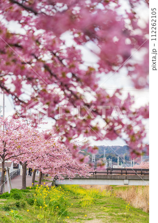 春の西古瀬川、満開の河津桜〈愛知県豊川市〉 春の西古瀬川、満開の河津桜〈愛知県豊川市〉 112262105
