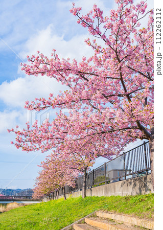 春の西古瀬川、満開の河津桜〈愛知県豊川市〉 春の西古瀬川、満開の河津桜〈愛知県豊川市〉 112262112