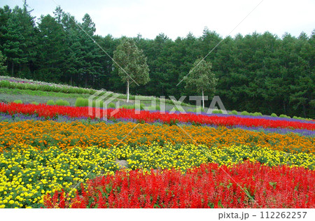 北海道 中富良野のお花畑 北海道 中富良野のお花畑 112262257