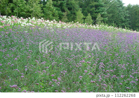 北海道　中富良野のお花畑 112262268