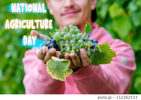 Grapes basks in the sunlight, symbolizing the bounty of National Agriculture Day. 112262533